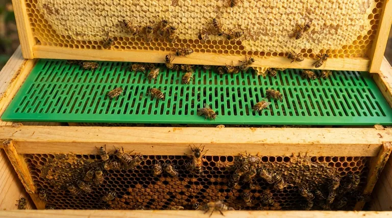¿Qué es un excluidor de reinas y cuál es su propósito? Una guía para cosechas de miel más limpias