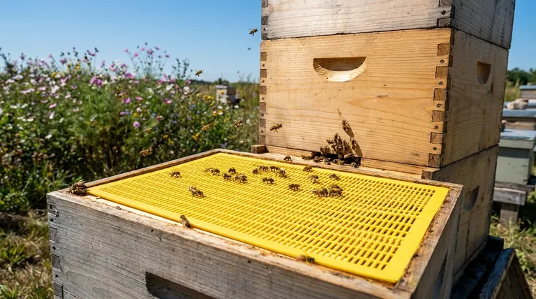 Does using a queen excluder result in more or less honey production? A Guide to Maximizing Your Harvest
