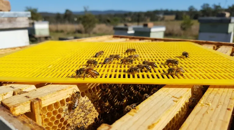 How should beekeepers decide whether to use a queen excluder? A Strategic Guide for Apiary Management