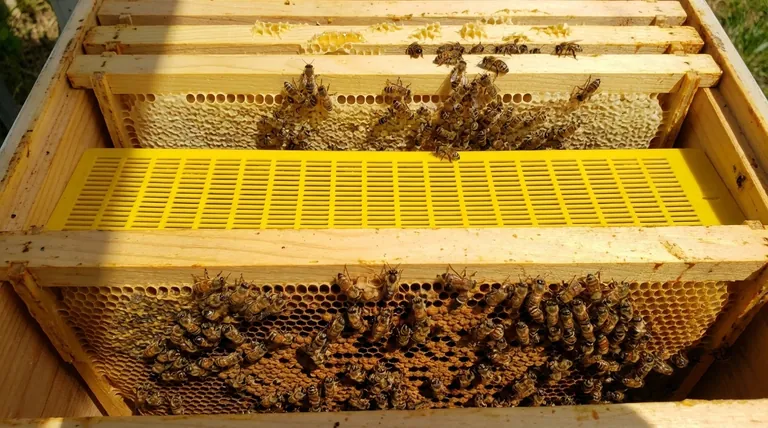 What are the primary purposes of using a queen excluder? Maximize Honey Purity & Hive Efficiency