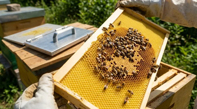 What is a comb foundation sheet and how is it used? A Guide to Stronger, More Productive Hives