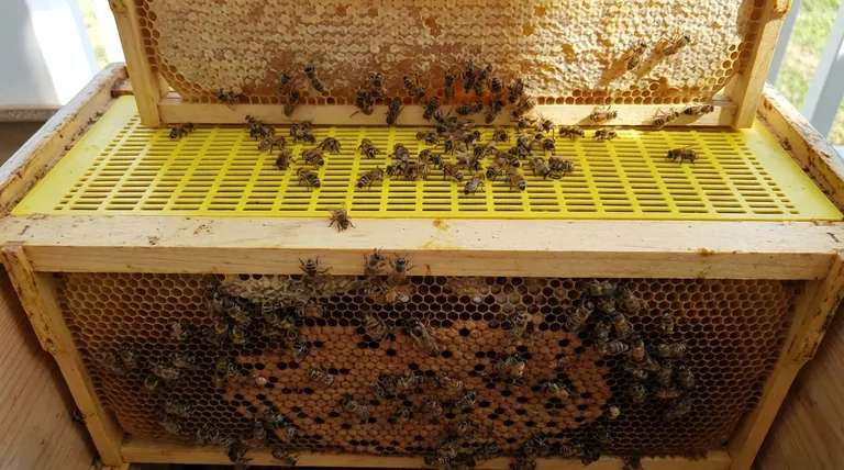 O que é um excluidor de rainha e como é usado? Otimize sua colheita de mel hoje