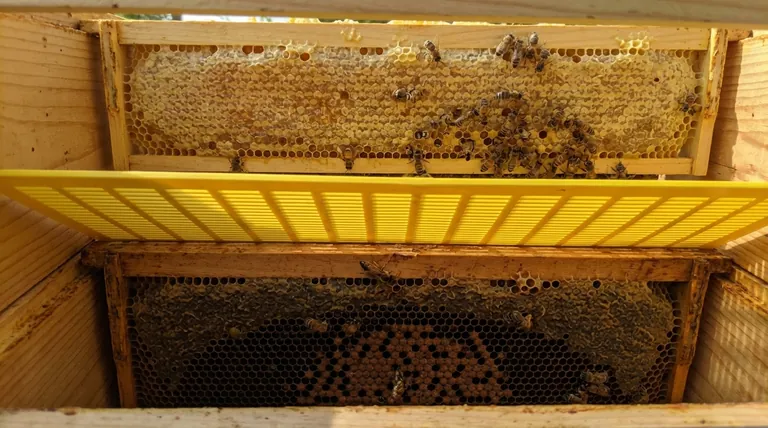 What is the purpose of the queen excluder and why do some beekeepers avoid using it?
