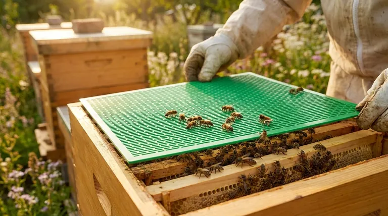 여왕벌 격리기는 무엇이며 어떻게 작동하나요? 벌통 관리 가이드