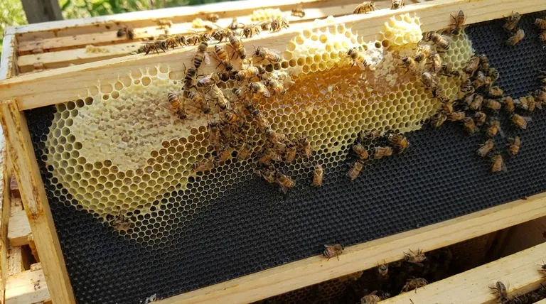 플라스틱 소초가 꿀의 품질이나 맛에 영향을 미치나요? 양봉가를 위한 실용 가이드