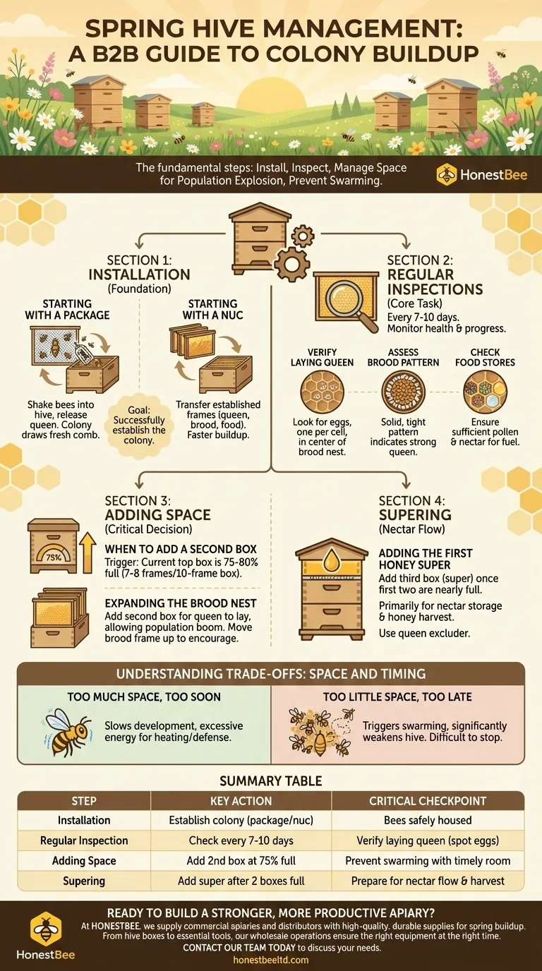 봄철 벌집 관리 단계는 무엇인가요? 강한 군집 성장을 위한 가이드 시각적 가이드