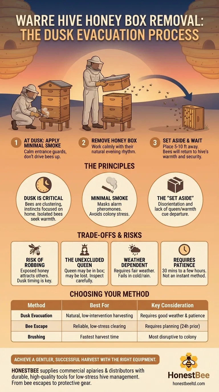 What is the process for removing bees from honey boxes in a Warre hive? Gentle, Low-Intervention Harvesting Visual Guide