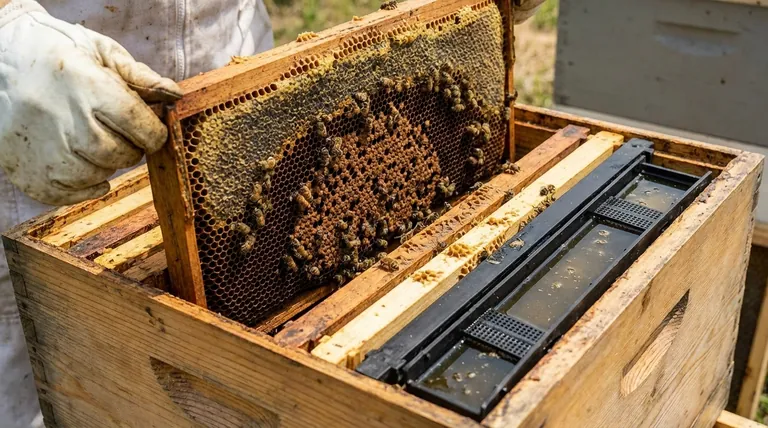 What are deep super frames, and what is their role in the hive? The Foundation of a Thriving Colony