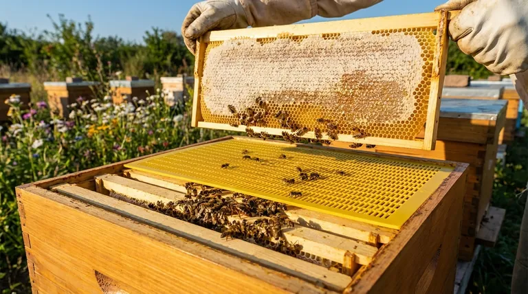 여왕벌 배제기(queen excluder)란 무엇이며, 벌통에서 어떻게 사용되나요? 깨끗한 수확을 위한 벌통 관리 마스터하기