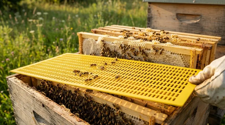 일벌들이 여왕벌 격리기를 통과하지 않는 문제를 최소화하려면 어떻게 해야 할까요? 입증된 유인 기술을 사용하세요.