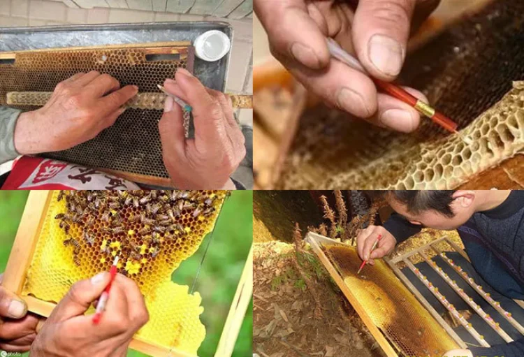 chinese grafting tool