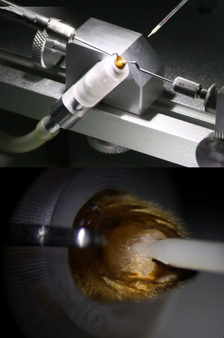 bee artificial insemination