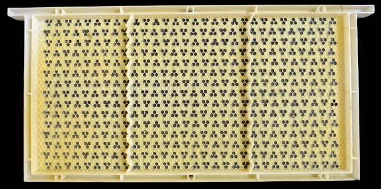 Queen Rearing Kit
