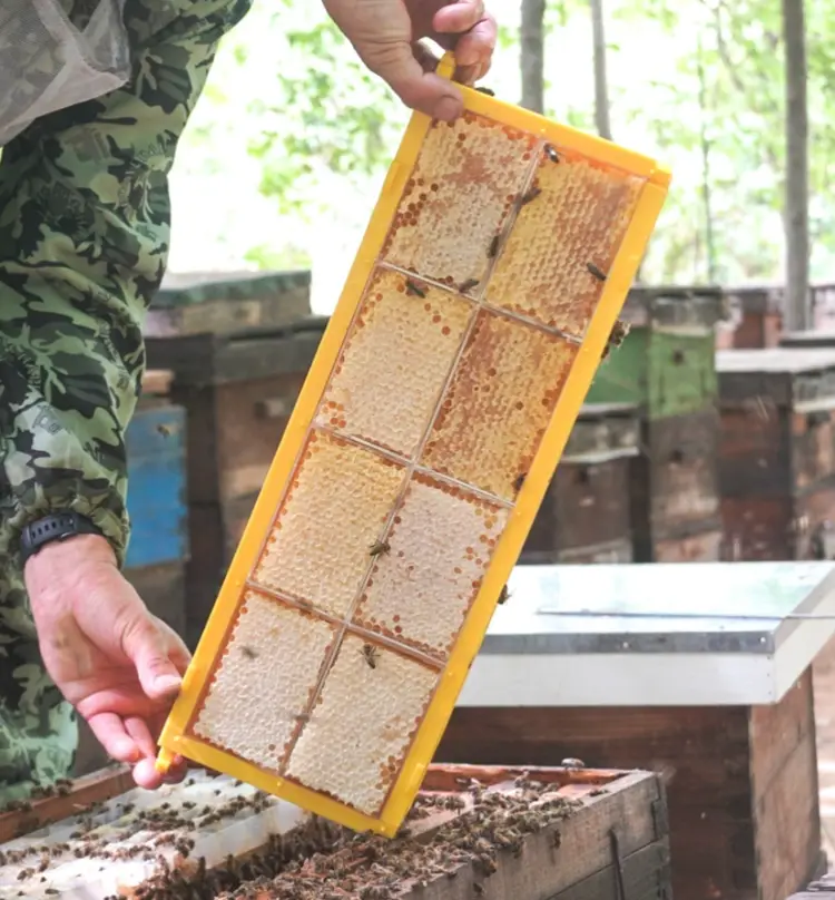 Honeycomb Cassette
