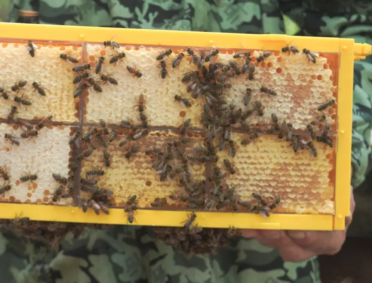 Honeycomb Cassette