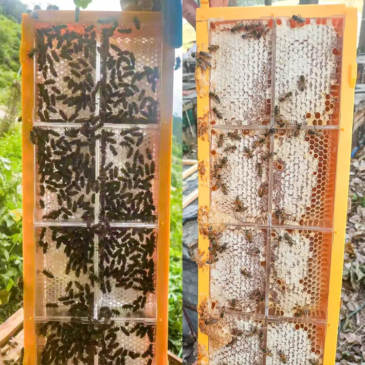 Honeycomb Cassette