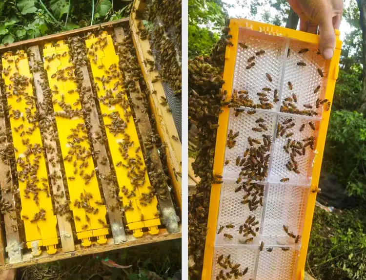Honeycomb Cassette
