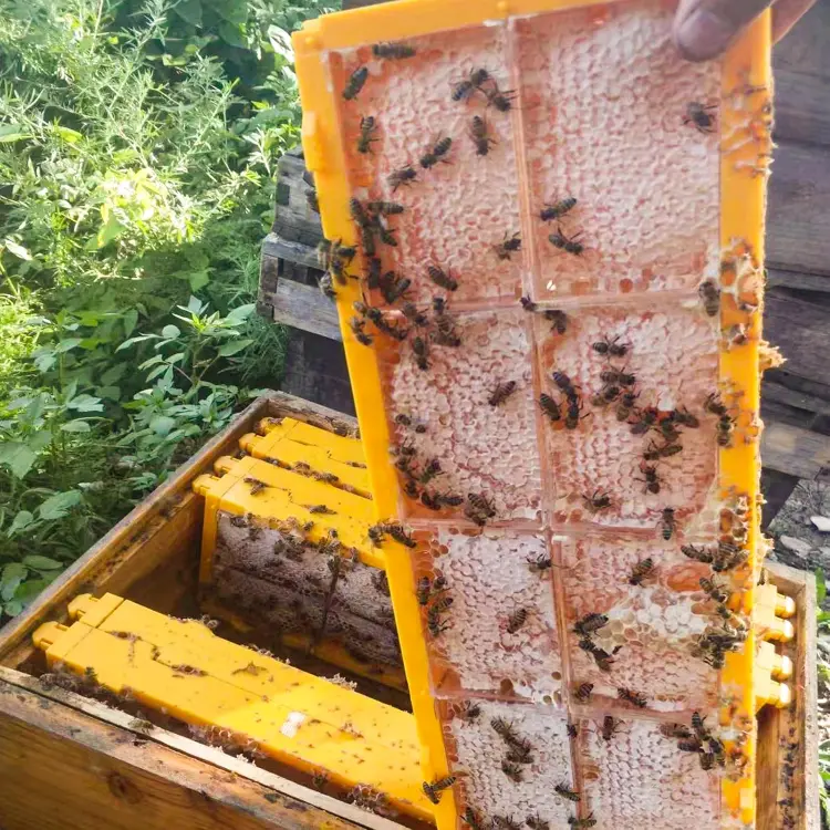 Honeycomb Cassette