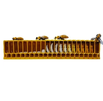 Honey Bee Lifecycle Model: A Detailed Honeycomb Display of Bee Development