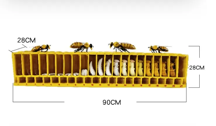 Bee lifecycle model