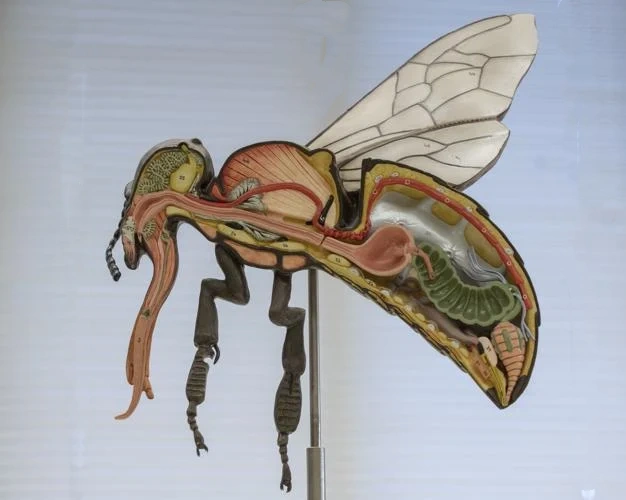 Anatomy Bee Model
