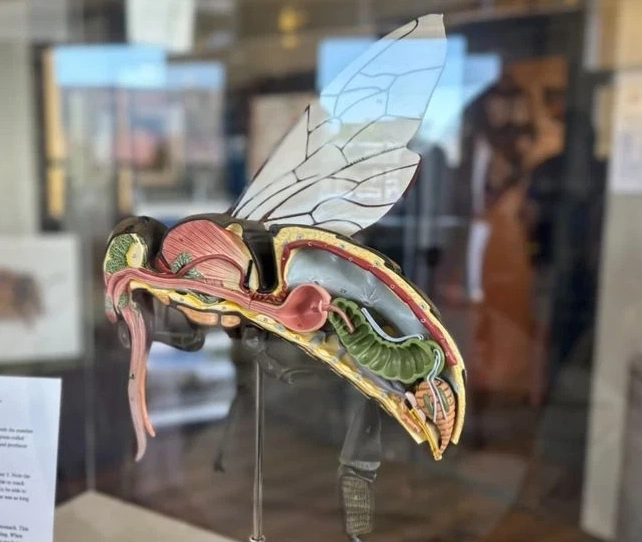 Anatomy Bee Model
