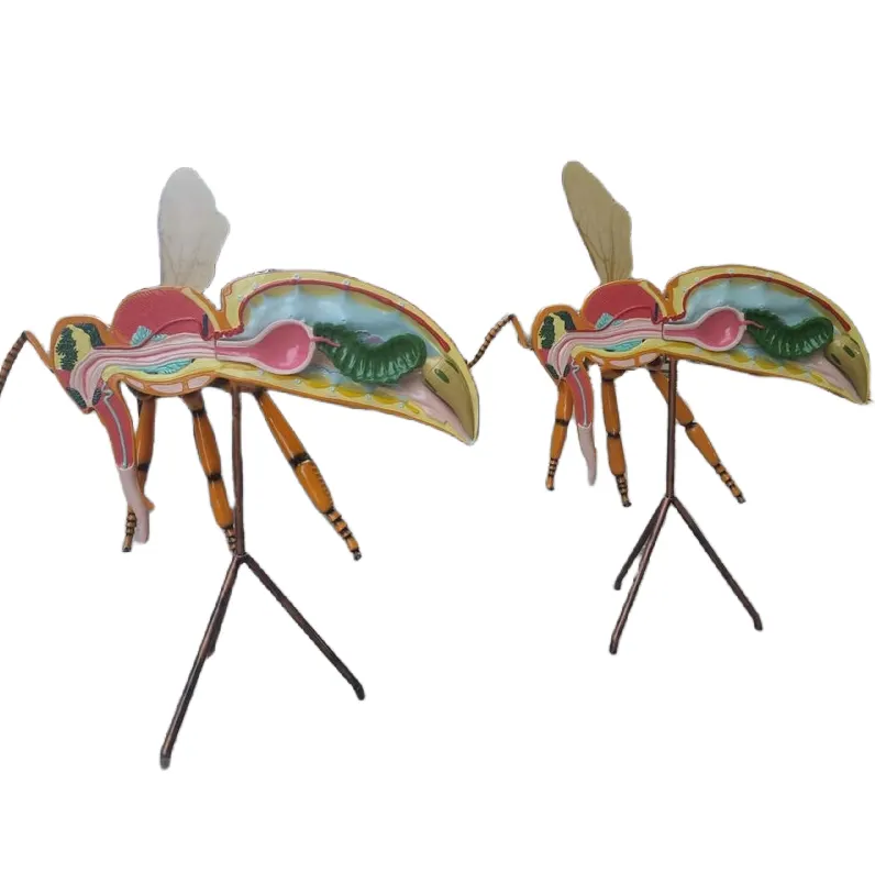 Anatomy Bee Model