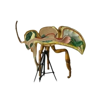 HONESTBEE Anatomy Bee Model Detailed Anatomical Display for Education and Study