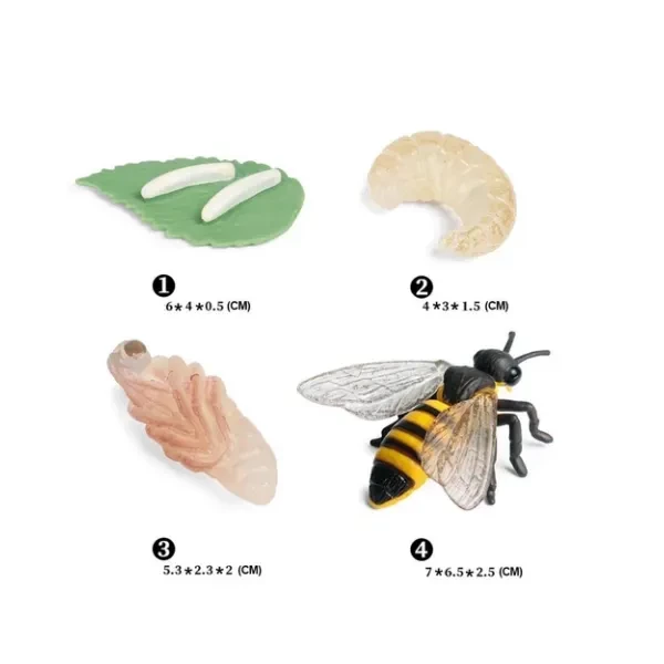 Honey Bee Life Cycle Model 4 Stage Educational Set for Kids Learning