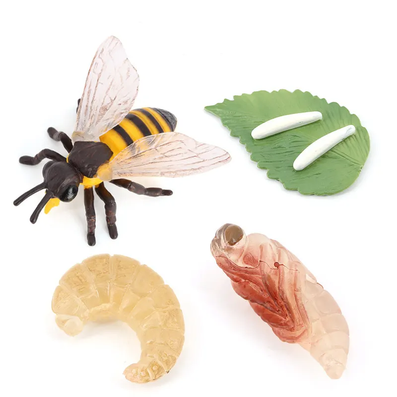 Honey Bee Life Cycle Model