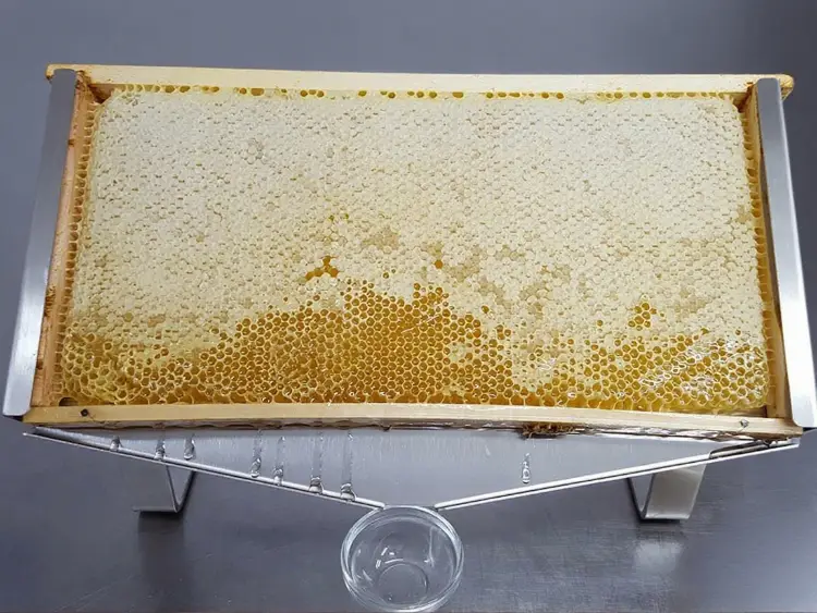 Honeycomb Display Stand