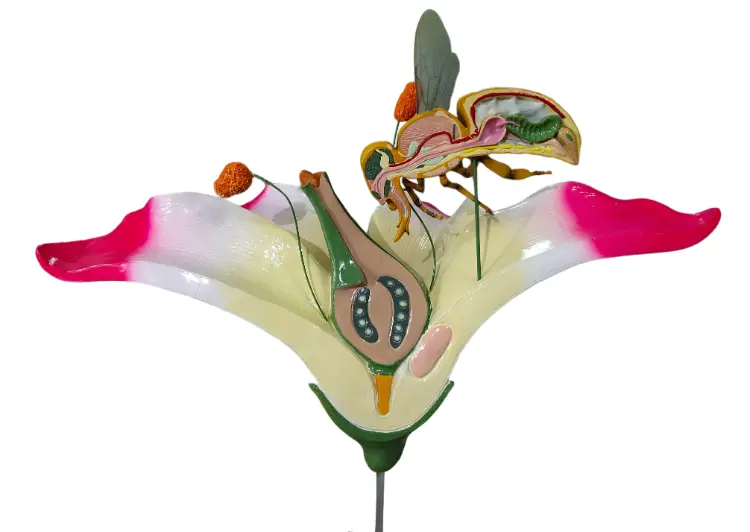 bee model