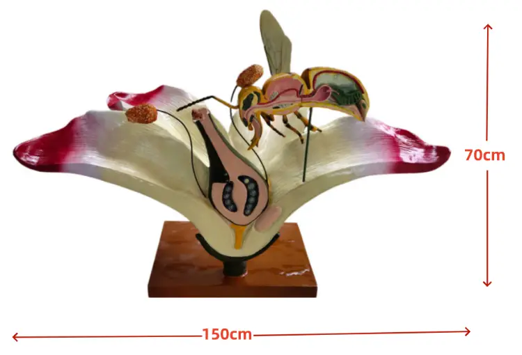 bee model